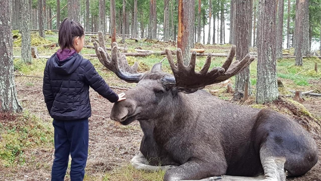 Hotel The Friendly Moose Overtornea Zewnętrze zdjęcie